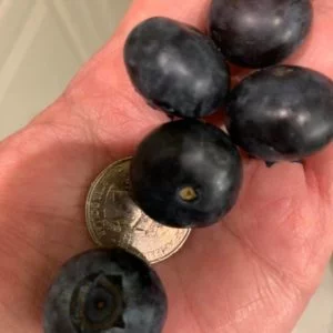 Fresh Picked Blueberries