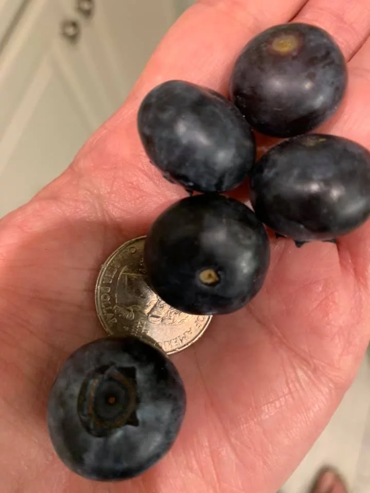 Fresh Picked Blueberries