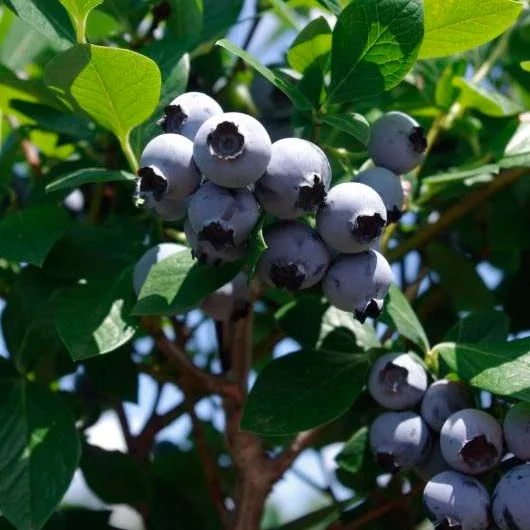 Meadowlark Blueberries